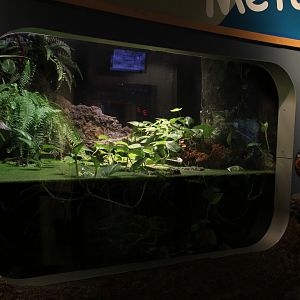 Detroit Zoo - Amphibianville - Summer, 2016