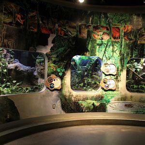 Detroit Zoo - Amphibianville - Summer, 2016