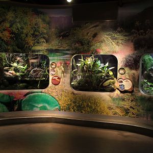 Detroit Zoo - Amphibianville - Summer, 2016