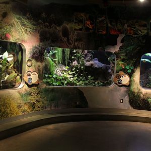 Detroit Zoo - Amphibianville - Summer, 2016