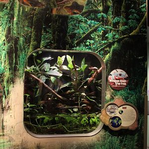 Detroit Zoo - Amphibianville - Summer, 2016