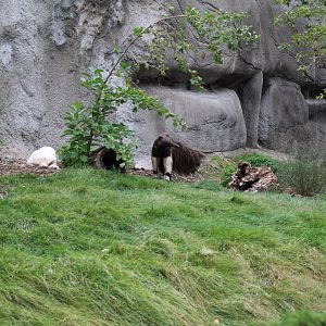 Detroit Zoo - Giant Anteater habitat - Summer, 2016