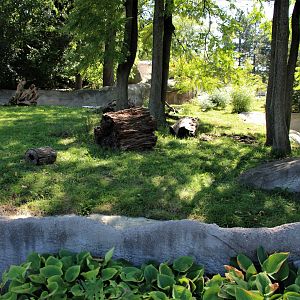 Detroit Zoo - Giant Anteater habitat - Summer, 2016
