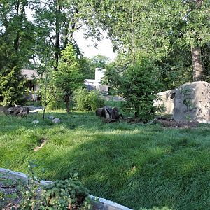 Detroit Zoo - Giant Anteater habitat - Summer, 2016