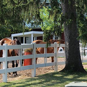 Detroit Zoo - Barnyard - Summer, 2016