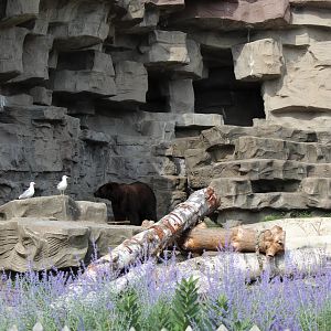 Detroit Zoo - Bear Dens - Summer, 2016