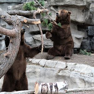 Detroit Zoo - Bear Dens - Summer, 2016