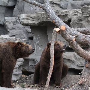 Detroit Zoo - Bear Dens - Summer, 2016