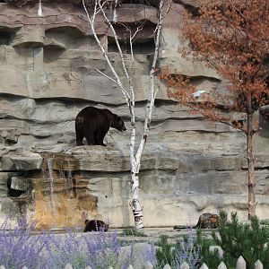 Detroit Zoo - Bear Dens - Summer, 2016