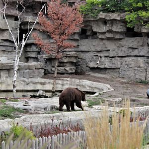 Detroit Zoo - Bear Dens - Summer, 2016