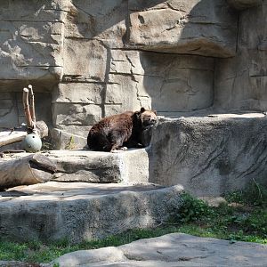 Detroit Zoo - Bear Dens - Summer, 2016