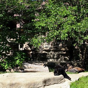 Detroit Zoo - Bear Dens - Summer, 2016