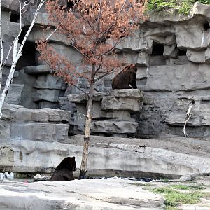 Detroit Zoo - Bear Dens - Summer, 2016