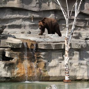 Detroit Zoo - Bear Dens - Summer, 2016