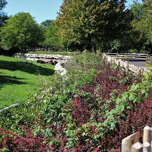 Detroit Zoo - Bison Paddock - Summer, 2016