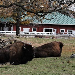 Detroit Zoo - Bison Paddock - Summer, 2016