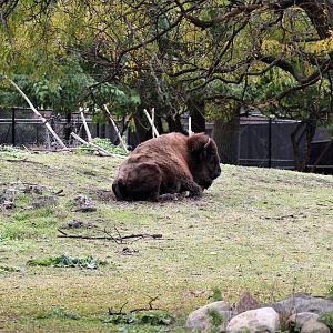 Detroit Zoo - Bison Paddock - Summer, 2016