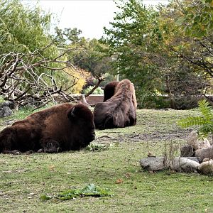 Detroit Zoo - Bison Paddock - Summer, 2016