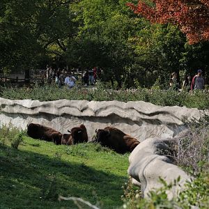 Detroit Zoo - Bison Paddock - Summer, 2016