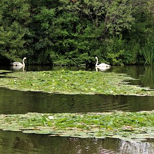 Detroit Zoo - Boardwalk - Summer, 2016