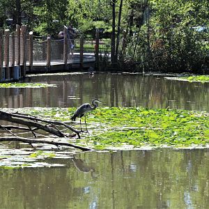 Detroit Zoo - Boardwalk - Summer, 2016
