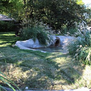 Detroit Zoo - Bush Dog habitat - Summer, 2016