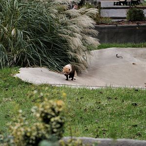 Detroit Zoo - Bush Dog habitat - Summer, 2016
