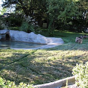 Detroit Zoo - Bush Dog habitat - Summer, 2016