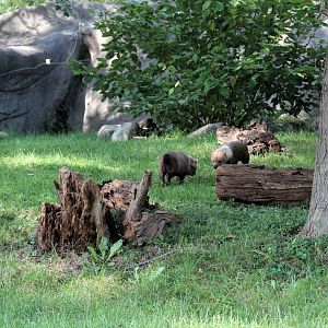Detroit Zoo - Bush Dog habitat - Summer, 2016