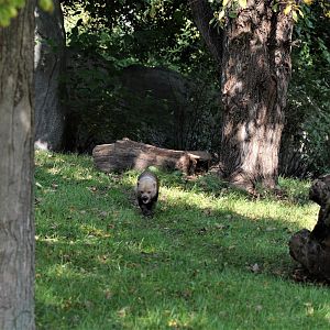 Detroit Zoo - Bush Dog habitat - Summer, 2016