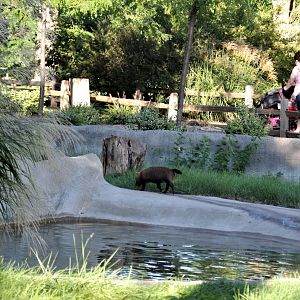 Detroit Zoo - Bush Dog habitat - Summer, 2016