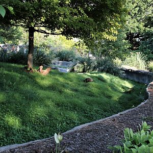 Detroit Zoo - Bush Dog habitat - Summer, 2016