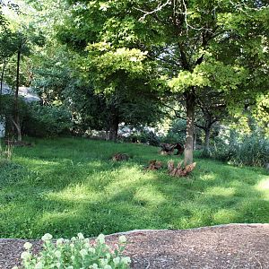 Detroit Zoo - Bush Dog habitat - Summer, 2016