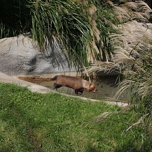 Detroit Zoo - Bush Dog habitat - Summer, 2016