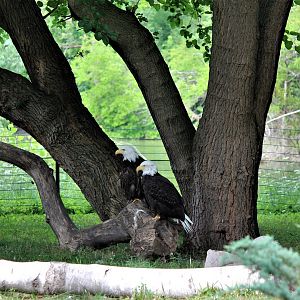 Detroit Zoo - Bald Eagles - Summer, 2016