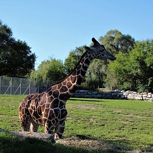 Detroit Zoo - Giraffe Enclosure - Summer, 2016