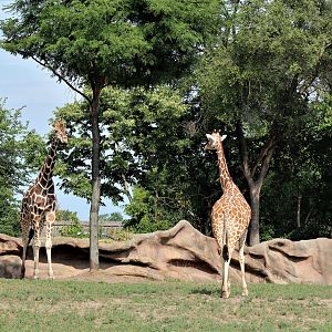 Detroit Zoo - Giraffe Enclosure - Summer, 2016