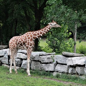Detroit Zoo - Giraffe Enclosure - Summer, 2016