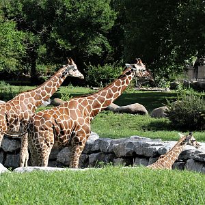 Detroit Zoo - Giraffe Enclosure - Summer, 2016