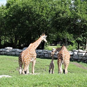 Detroit Zoo - Giraffe Enclosure - Summer, 2016