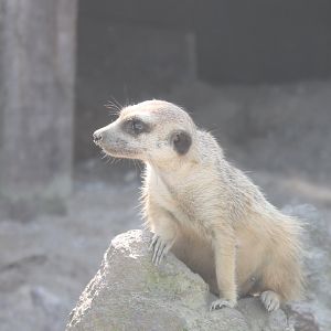 Meerkat