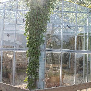 Enclosure Hyrax - Leopard and Spurred tortoise and Meerkat