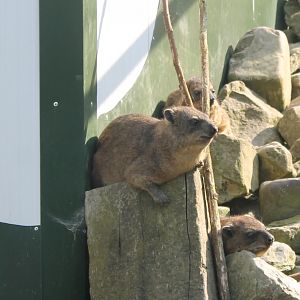 Hyraxes