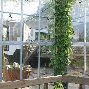 Enclosure Hyrax - Leopard and Spurred tortoise and meerkat