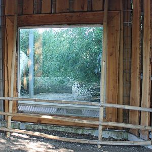 Viewing-window Clouded leopard