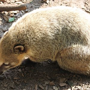 Coati