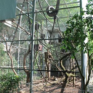 Coati-enclosure