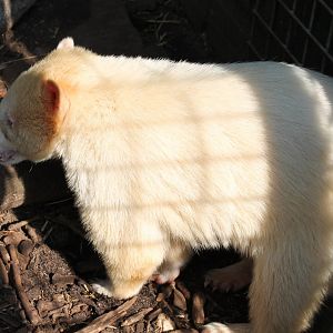 Albino Coati