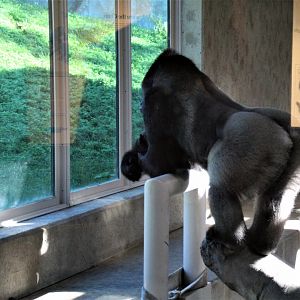 Detroit Zoo - Great Apes of Harambee - Summer/Fall, 2016