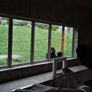 Detroit Zoo - Great Apes of Harambee - Summer/Fall, 2016